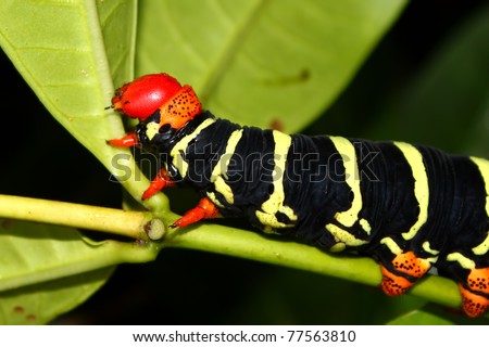 Tetrio sphinx (Pseudosphinx tetrio) Caterpillar in the rainforest of Puerto Rico