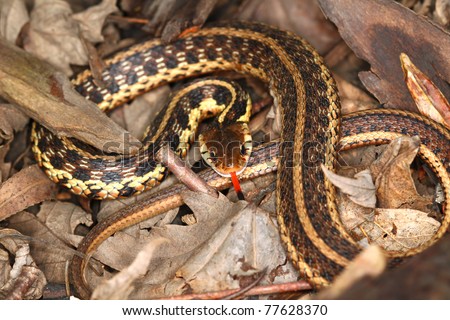 Garter Snake (Thamnophis sirtalis) with extended tongue in northern Illinois