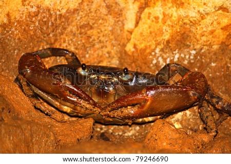 Cave Crab hides in the Cueva Del Viento of Guajataca Forest Reserve - Puerto Rico