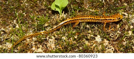 Long-tailed Salamander (Eurycea longicauda) in the southern USA.