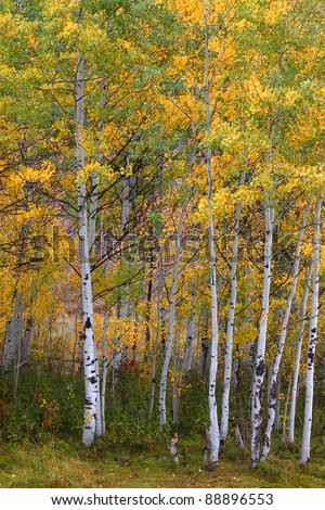 Aspen leaves turn bright yellow in the Cache National Forest of Utah