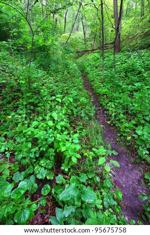 Narrow trail cuts through dense understory vegetation at Mississippi Palisades State Park in Illinois