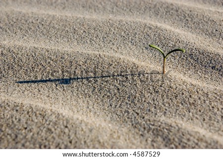A nice close-up of sprout coming out of the sand on the beach. The begining of new live.