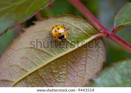 A nice colorful close-up of a ladybug on a leaf. Very detailed