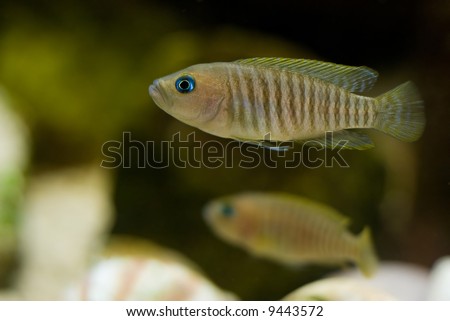A picture of a cichlid in my fishtank (Lamprologus multifasciatus)