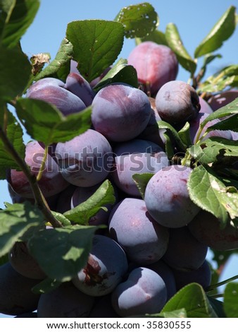 ripe prunes at a branch before harvest