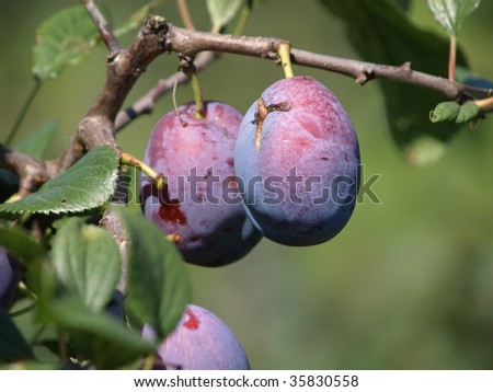 ripe prunes at a branch before harvest