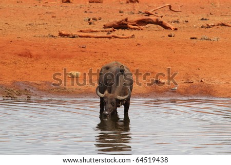 Drinking In Pool