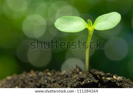 Sunflower sprout on green bokeh background.(horizontal)
