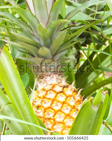 pineapple in nature with flower and leaf
