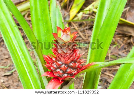 young pineapple with flower and leaf