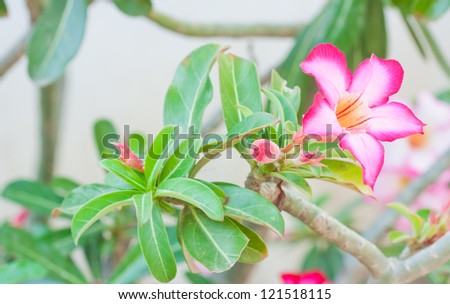 Pink Impala Lily, Desert Rose or pink flower in Thailand.