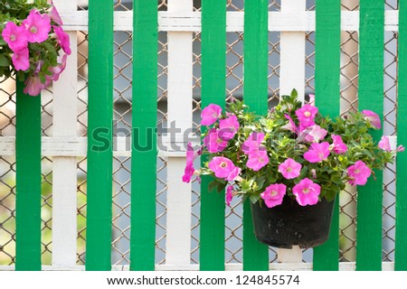 flower in pot on wooden fence