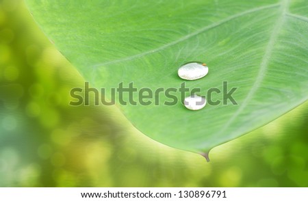 water drop on green leaf with the abstract back ground