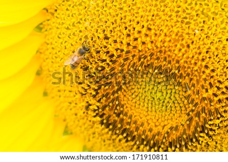 Close-up Bee on sunflower