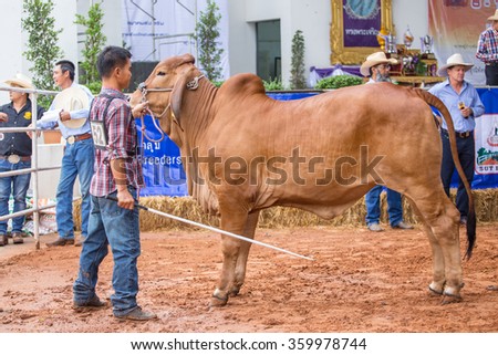 NAKRONRATCHASIMA, THAILAND - January 09th, 2016: Cow being judged in agricultural fair 09th January, 2016 at Suranaree University of technology in NAKRONRATCHASIMA, THAILAND