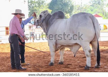 NAKRONRATCHASIMA, THAILAND - January 10th, 2016: Cow being judged in agricultural fair 10th January, 2016 at Suranaree University of technology in NAKRONRATCHASIMA, THAILAND