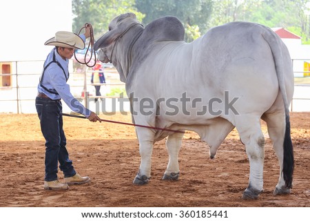 NAKRONRATCHASIMA, THAILAND - January 10th, 2016: Cow being judged in agricultural fair 10th January, 2016 at Suranaree University of technology in NAKRONRATCHASIMA, THAILAND