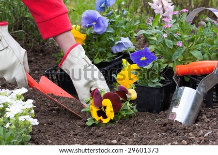 Planting flowers into flower beds in the garden