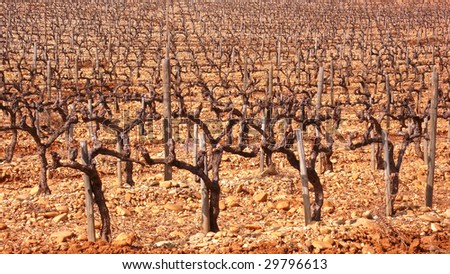 Winter vineyard in France, pruned vines growing on the stony meager soil.