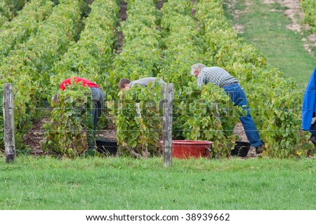 Agricultural workers picking grapes in the vineyard in France
