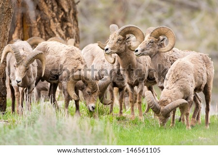 Big Horn Sheep Rams. Yellowstone National Park