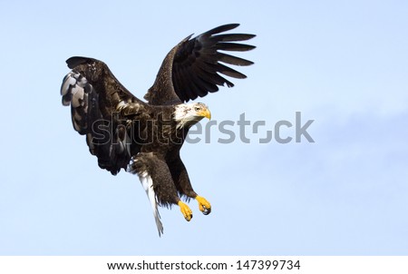 Bald Eagle coming in for a Landing, wings stretched. Alaska, USA