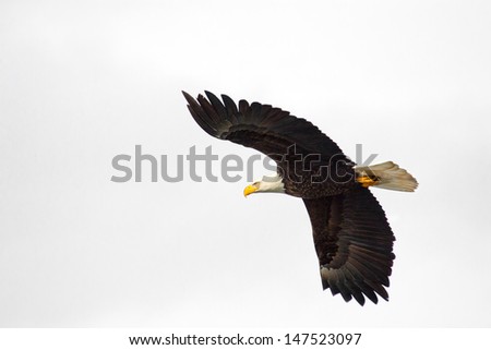 Bald Eagle in Flight, White Sky Background, Alaska, USA