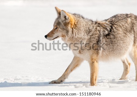 Coyote hunting in Snow - Yellowstone National Park