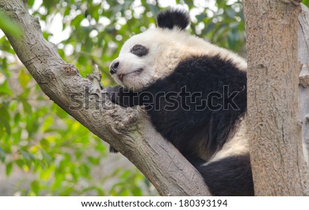 Young Giant Panda Sleeping in Tree, Chengdu, China