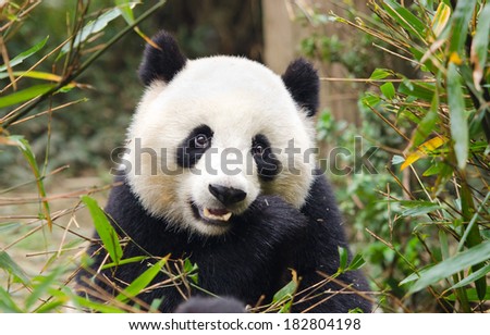 Giant Panda Eating Bamboo Chengdu China Giant Panda Eating Bamboo Chengdu China