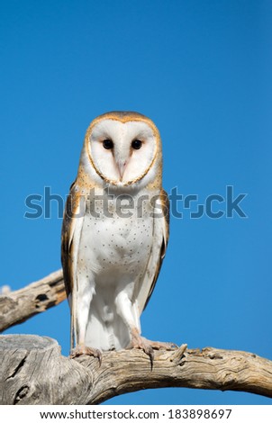Barn Owl with Blue Sky Background