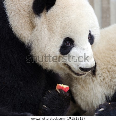 Sub adult Giant Panda eating an apple. Chengdu, China