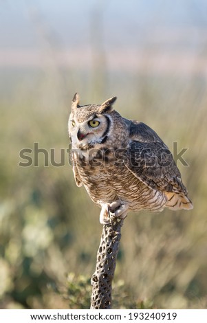 Great-horned Owl Sitting on a Cactus