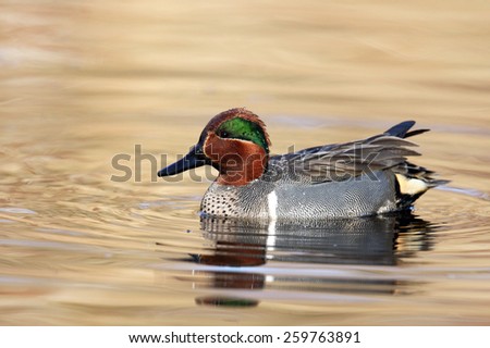 Green-winged Teal Duck Swimming in Golden Pond
