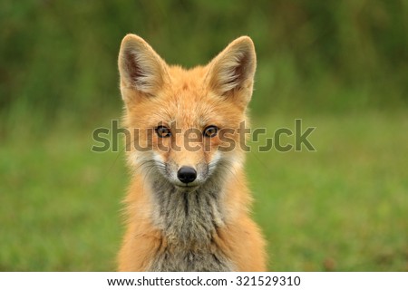 Red Fox Kit Head Portrait, PEI, Canada