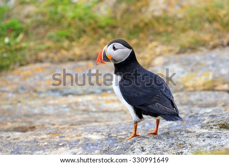 Atlantic Puffin standing on rock, from Newfoundland, Canada