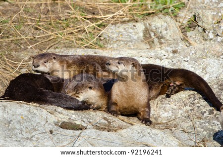 River Otter Family resting on a Rock