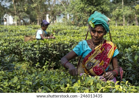 INDIA, ASSAM - NOVEMBER, 2014: Indian female tea picker carrying traditional tea basket on her head plucks tea leaves on tea plantations in Assam