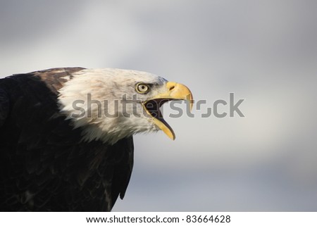 Bald Eagle Crying