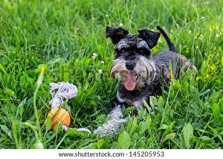 Dog with toy in grass
