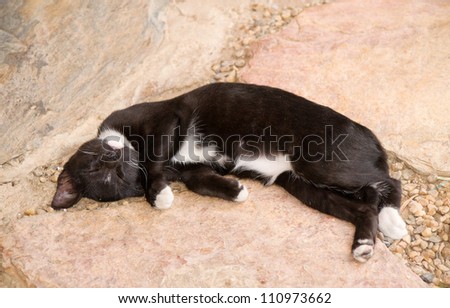 Beautiful black and white cat takes a nap in front of the wall