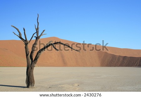 Sole Tree Dead Vlei, Namibia