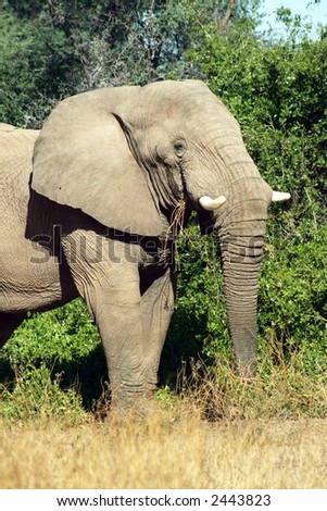 Desert Adapted Elephant in Namibia (African Elephant â€“ Loxodonta Africana)