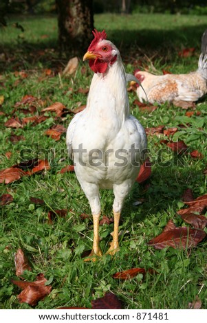 White cockerel standing front on to the camera, face turned. Hen laying down in grass behind.