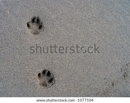 koala clip art. paw-prints-clipart-koala