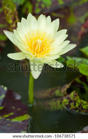 Yellow lotus blooming in the tropical garden.