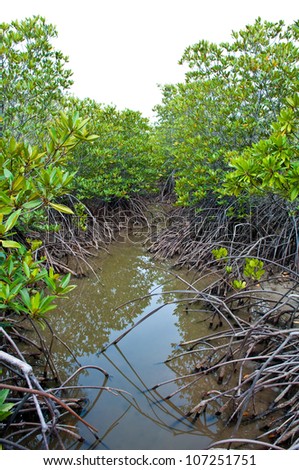 mangrove roots on the coast in the Thailand