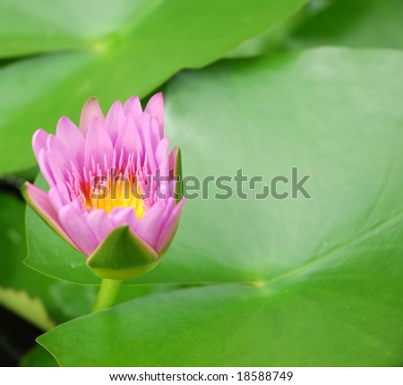 Beautiful rose water lily (lotus)