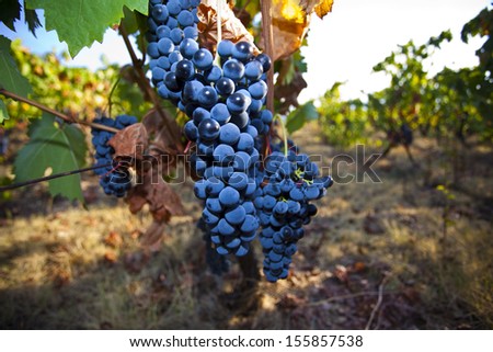 Bunch of grapes in the vineyard / Grapes
